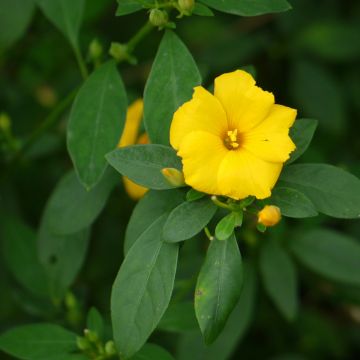 Reinwardtia indica - Yellow Flax