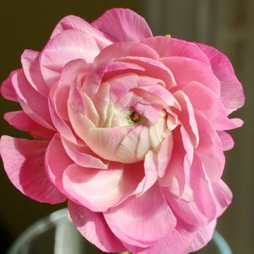 Ranunculus asiaticus Pink-flowered - Persian Buttercup
