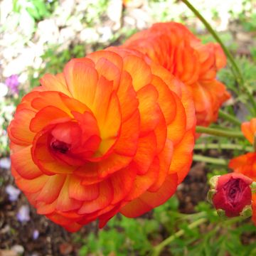 Ranunculus asiaticus Orange - Persian Buttercup