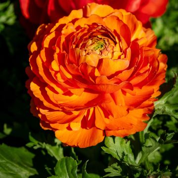 Ranunculus hybrida Vortex F1 Orange - Persian Buttercup