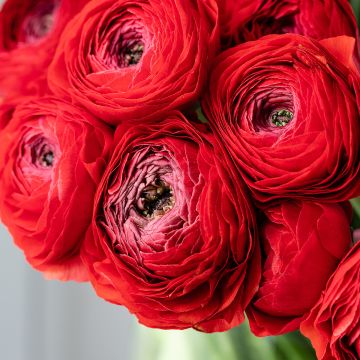 Ranunculus hybrida Vortex F1 Red - Persian Buttercup