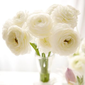 Ranunculus hybrida Vortex F1 White - Persian Buttercup