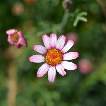Rhodanthemum hosmariense Marrakesh - Moroccan Daisy