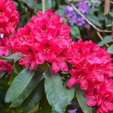 Rhododendron Elizabeth