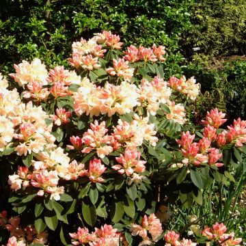 Rhododendron x yakushimanum Golden Torch
