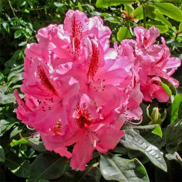 Rhododendron  INKARHO®  Furnivall's Daughter.