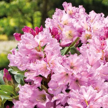 Rhododendron Lilac Dufthecke Inkarho - Rhododendron, Azalea