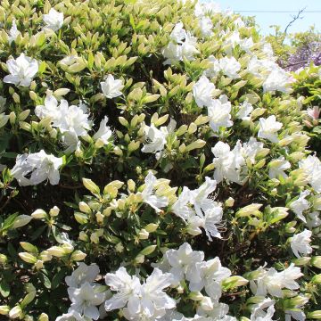 Azalea japonica Luzi