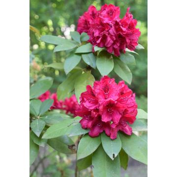Rhododendron  Moser's Maroon