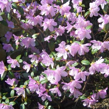 Rhododendron dauricum Praecox