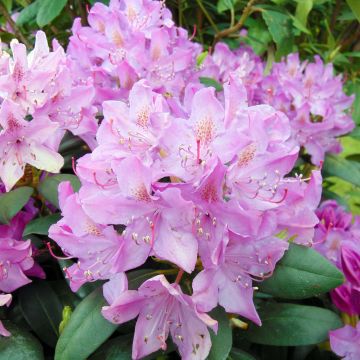 Rhododendron (x) catawbiense Roseum Elegans