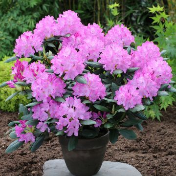 Rhododendron Easydendron English Roseum Inkarho