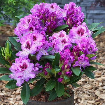 Rhododendron Easydendron Pfauenauge