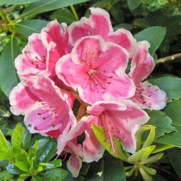 Rhododendron Janet Ward