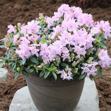 Rhododendron Robert Seleger