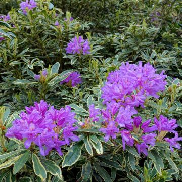 Rhododendron ponticum Variegatum
