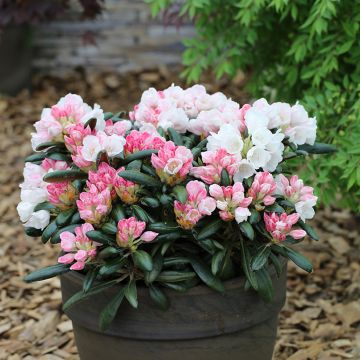 Rhododendron yakushimanum Koichiro Wada