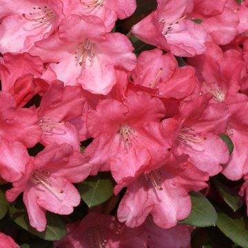 Rhododendron Lampion