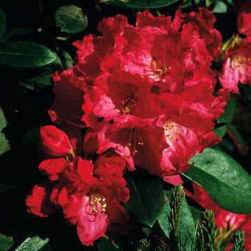 Rhododendron Morgenrot