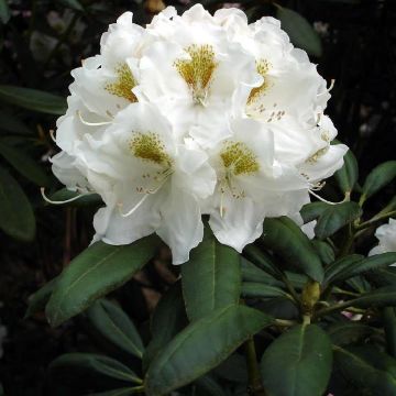 Rhododendron yakushimanum Porzellan