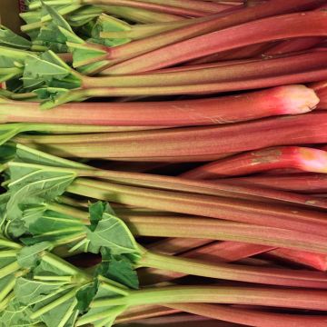 Organic Ribbed Rhubarb