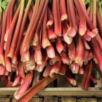 Livingstone Red Rhubarb