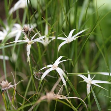 Rhynchospora colorata - White Star Sedge