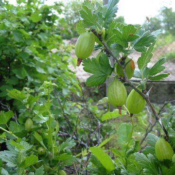 Gooseberry Worcesterberry - Ribes uva-crispa