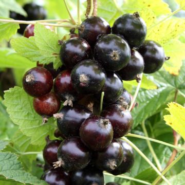 Blackcurrant Cassissima Black Marble - Ribes nigrum