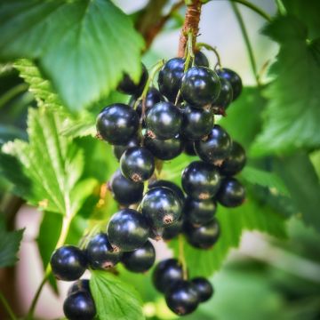 Blackcurrant Triton - Ribes nigrum 