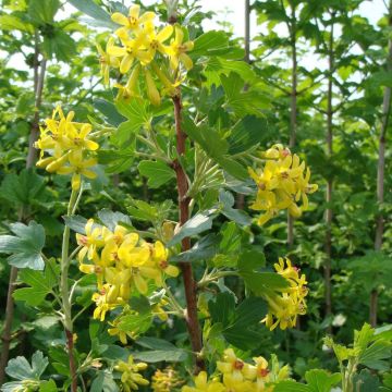 Ribes odoratum - Golden Currant