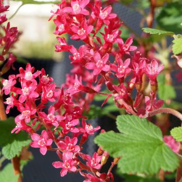 Ribes sanguineum Johannie PinkPomp - Flowering Currant