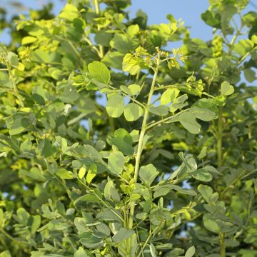 Robinia pseudoacacia Coluteoides - Black locust