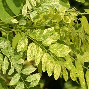 Robinia pseudoacacia Karolina Zamoyska