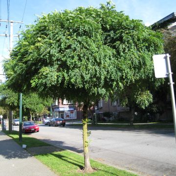 Robinia pseudoacacia Umbraculifera - Parasol Acacia