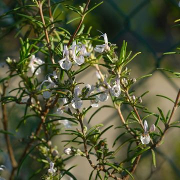 Rosmarinus officinalis Albiflorus