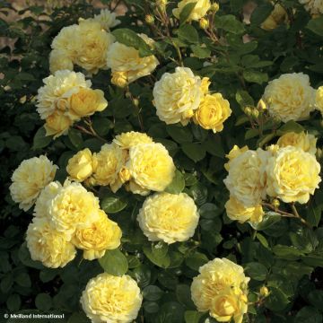 Rosa x floribunda Rosa Anny Duperey