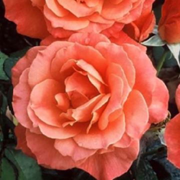 Rosa x floribunda Fellowship Harwelcome - Floribunda Rose