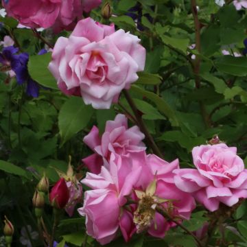 Rosa chinensis Old Blush - China Rose