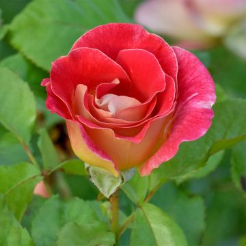 Rosa x floribunda Aline Mayrisch Rose Ora 5007