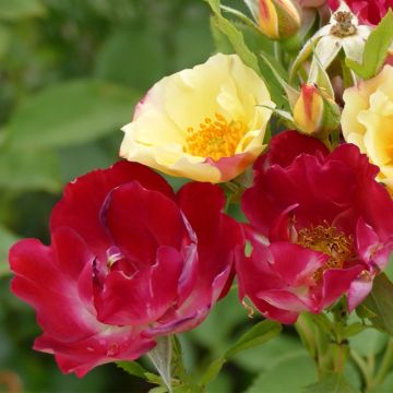 Rosa x floribunda Quinte Flush - Floribunda Rose