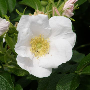 Rosa rugosa Alba - Japanese Rose