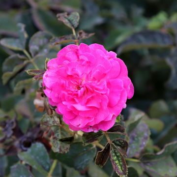 Rosa x damascena - damask rose