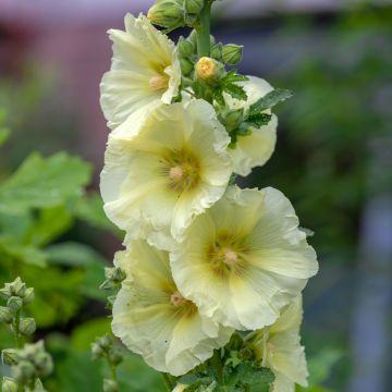 Alcea rosea Sunshine - Hollyhock