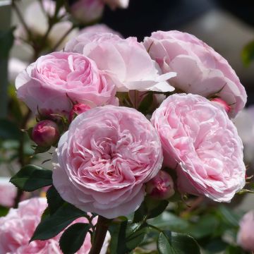 Rosa x floribunda 'Mariatheresia'  - Shrub Rose