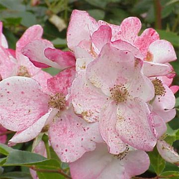 Rosa x floribunda 'Rush' - Shrub Rose