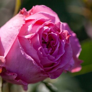 Rosa 'Auguste Renoir' - Hybrid Tea Rose