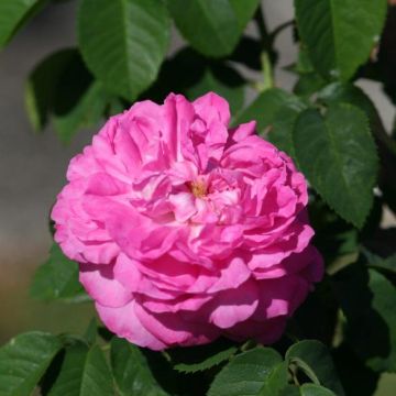 Rosa Baronne Prévost - Hybrid Perpetual rose