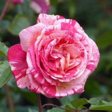 Rosa  Broceliande - Standard Rose