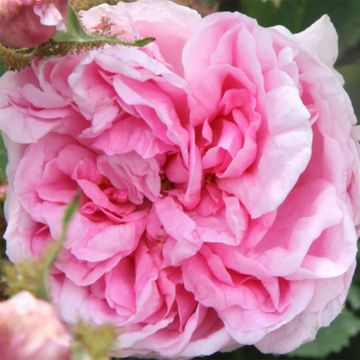 Rosa centifolia Muscosa - White Moss Rose